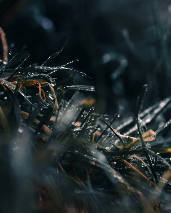 some very pretty flowers covered in water and dirt