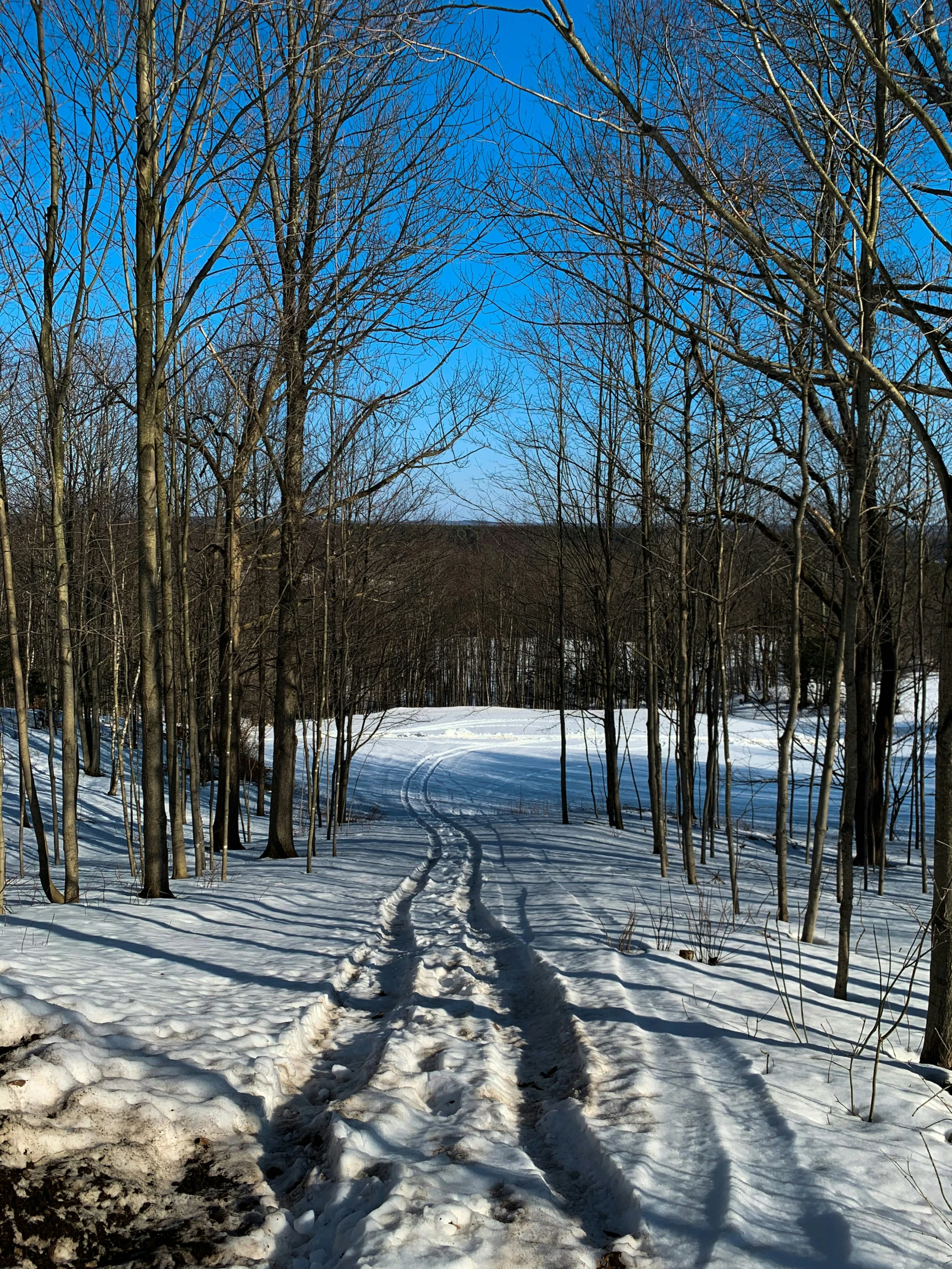 a road in the woods covered in snow