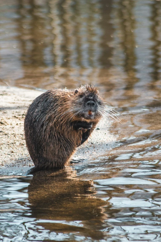 a beaver swims through the water at the edge of the lake