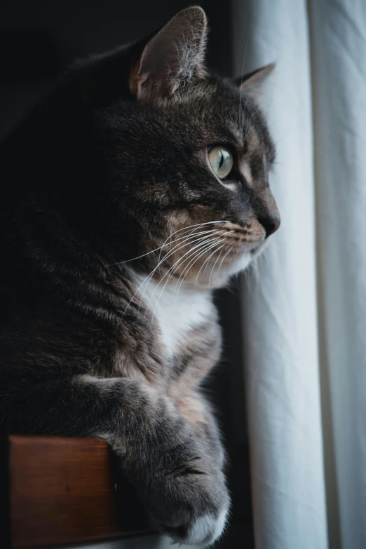 a cat is sitting next to a window looking up