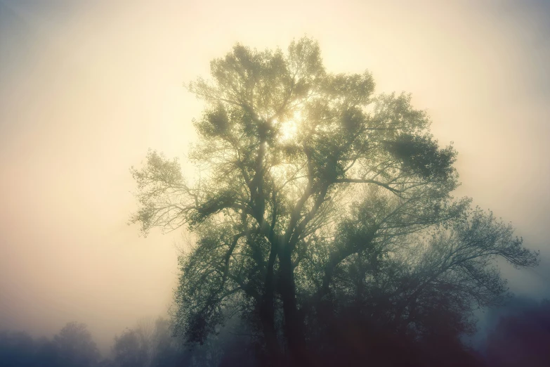 a foggy tree with the sun peeking out from behind it