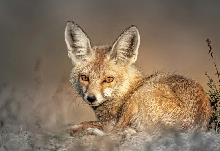 a little fox that is laying down in the dirt