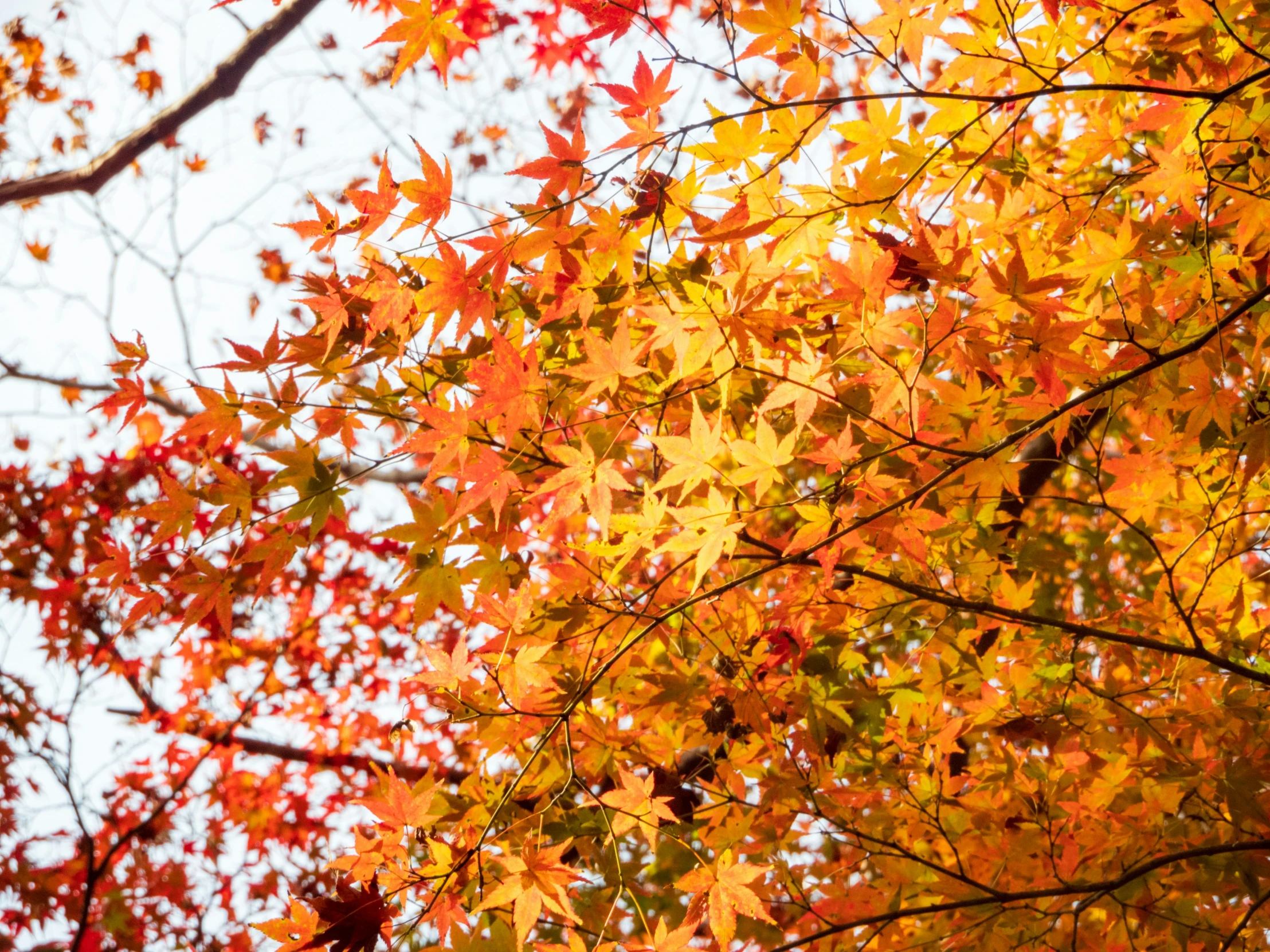 colorful autumn leaves with gray sky in the background