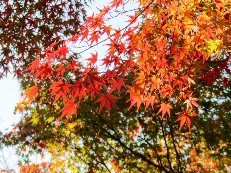 a tree with red leaves is in front of a blue sky