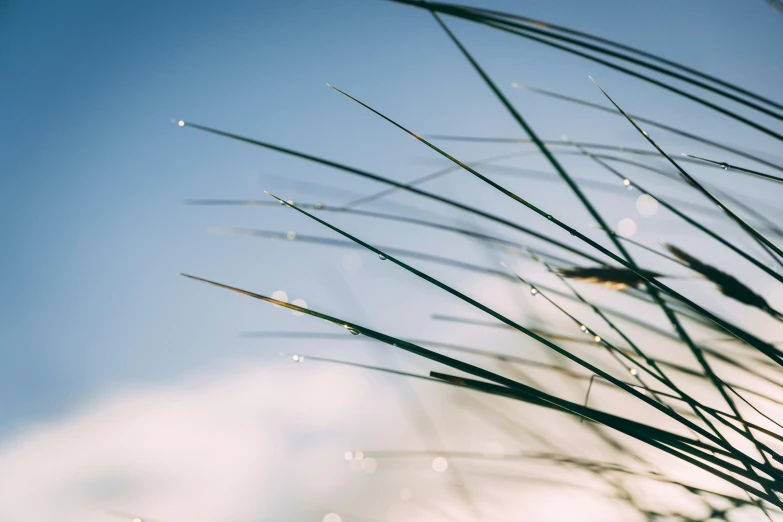 close up view of the stems of grass against the blue sky