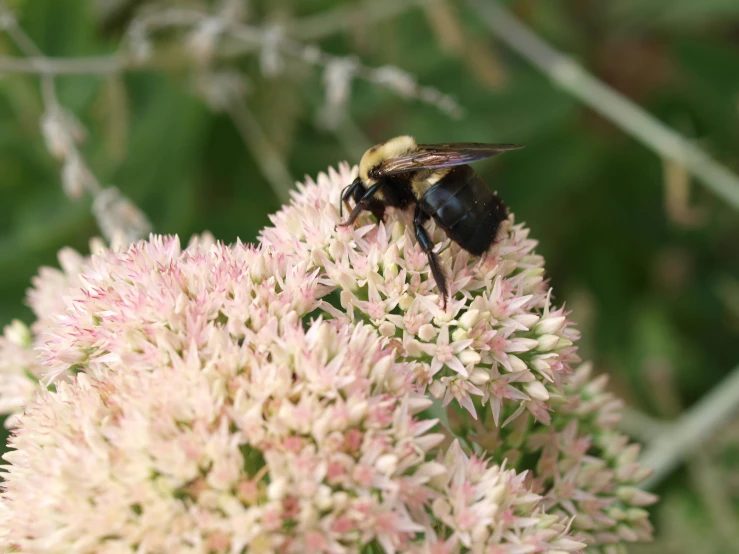 bee with wings resting on flower blooming in outdoor area