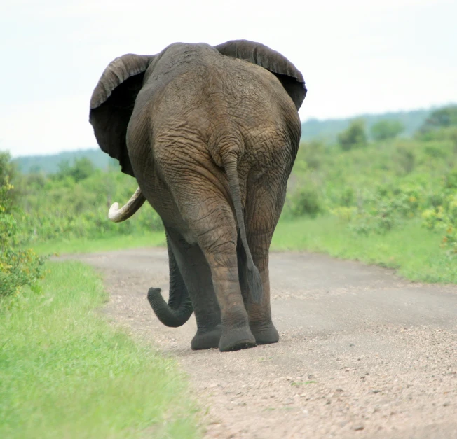 an elephant that is walking down a dirt road