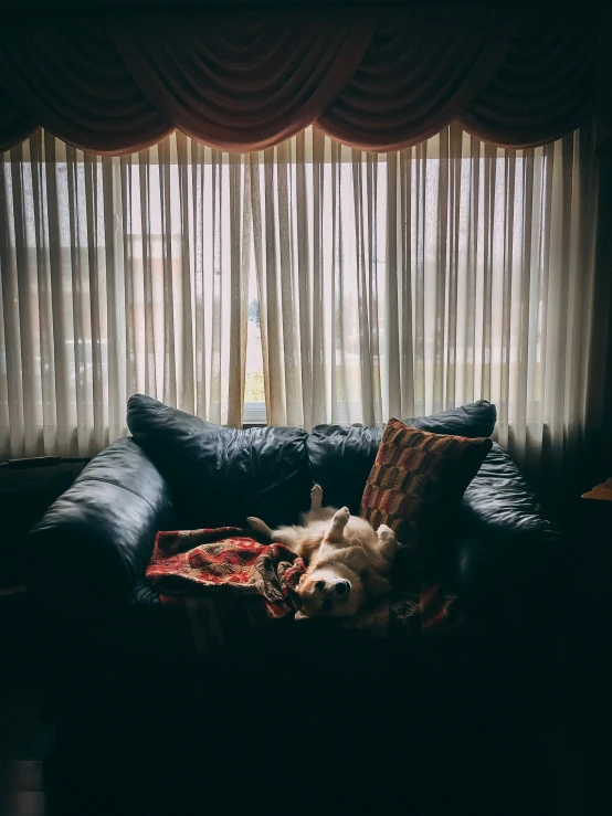 a large dog laying on a couch in the dark