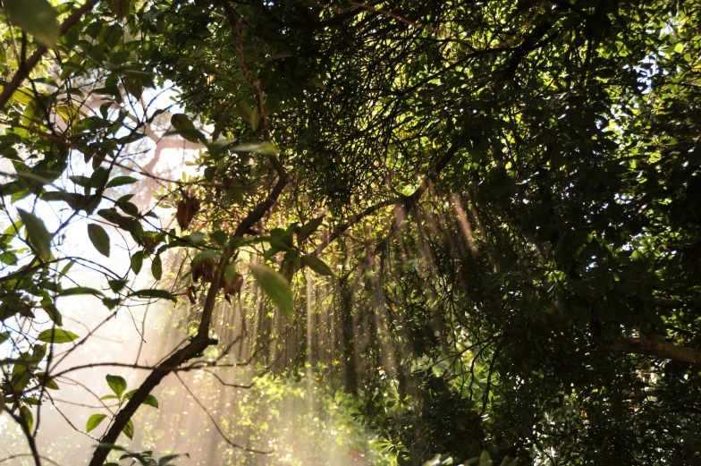 rays shine from the jungle on the trees