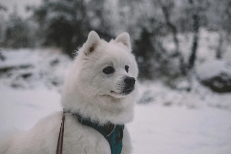 a large white dog with a leash sitting in the snow