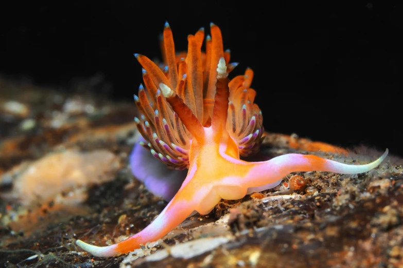 the orange and white sea slug is crawling out of the rock