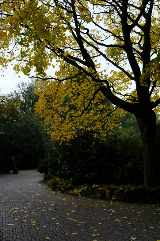 a tree in the background and walkway, with bright yellow leaves on the ground