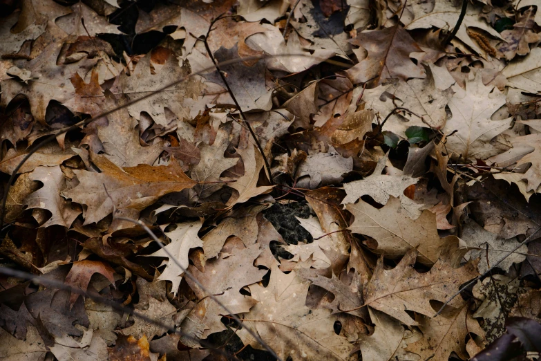 some leafs and stems lying on the ground
