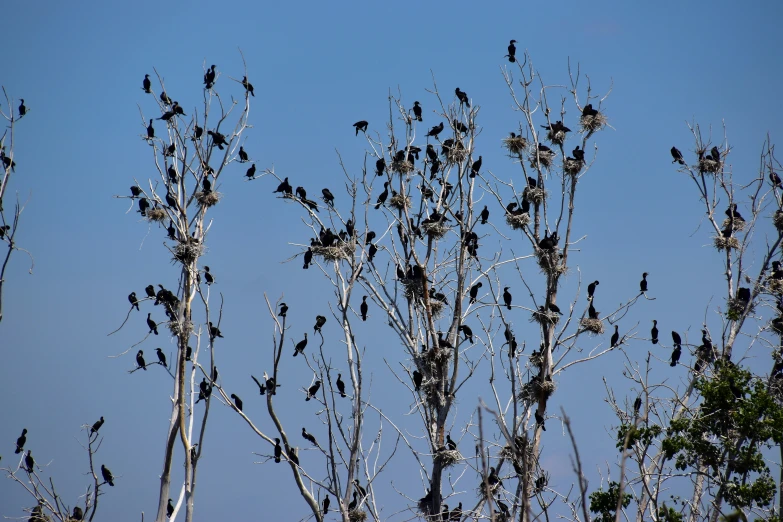 a large amount of birds perched on the top of trees