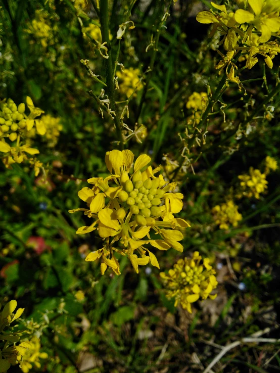 a very pretty yellow flower in the grass