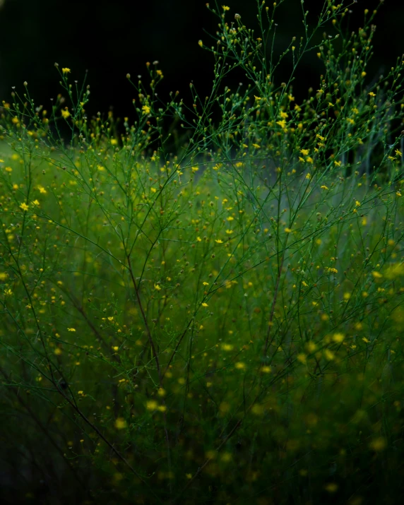 the small plants in the field are covered by yellow flowers