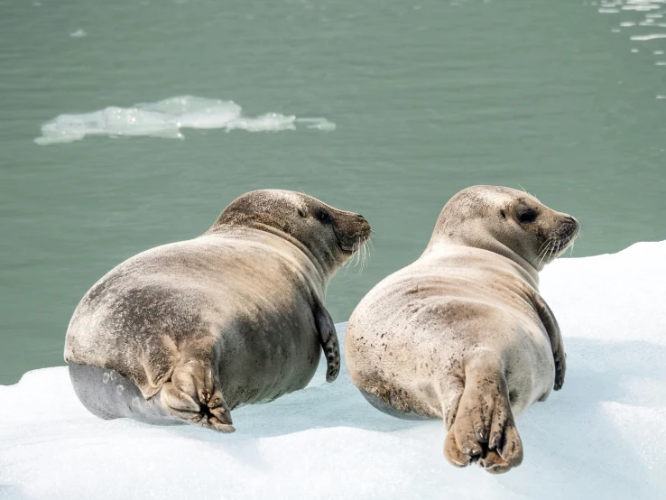 two sea lions are lying on some snow