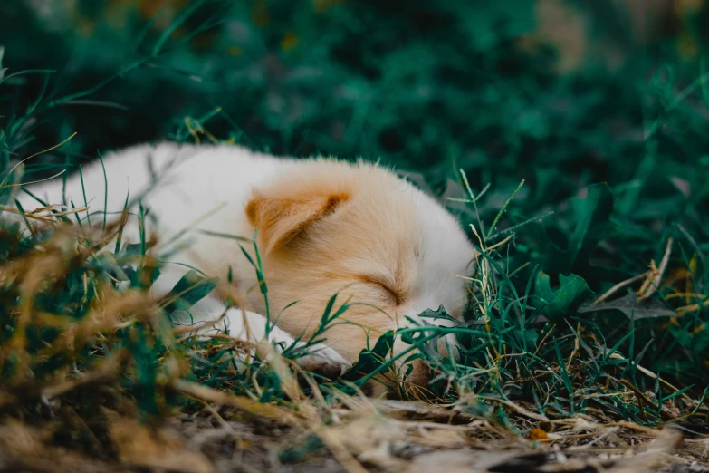 there is a small dog that is laying in the grass