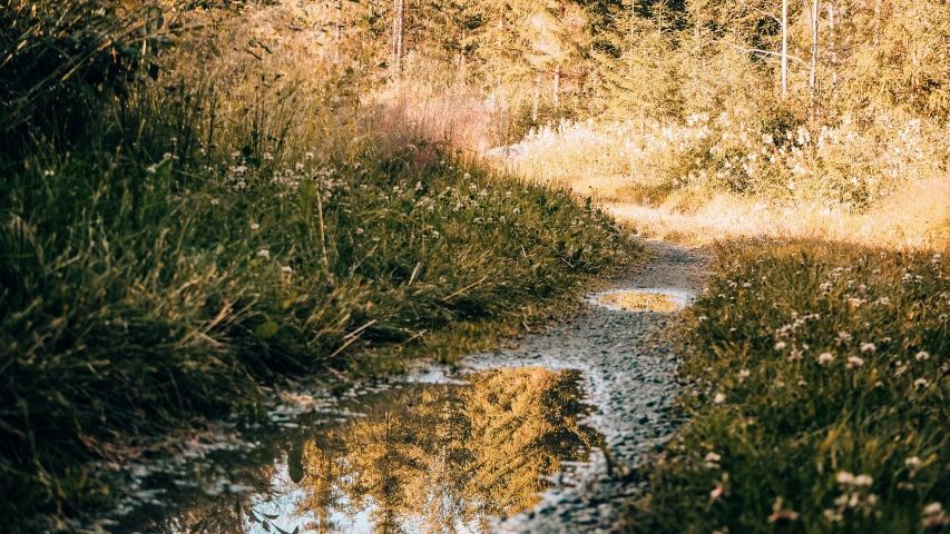 trees and plants and water are reflected in the mud