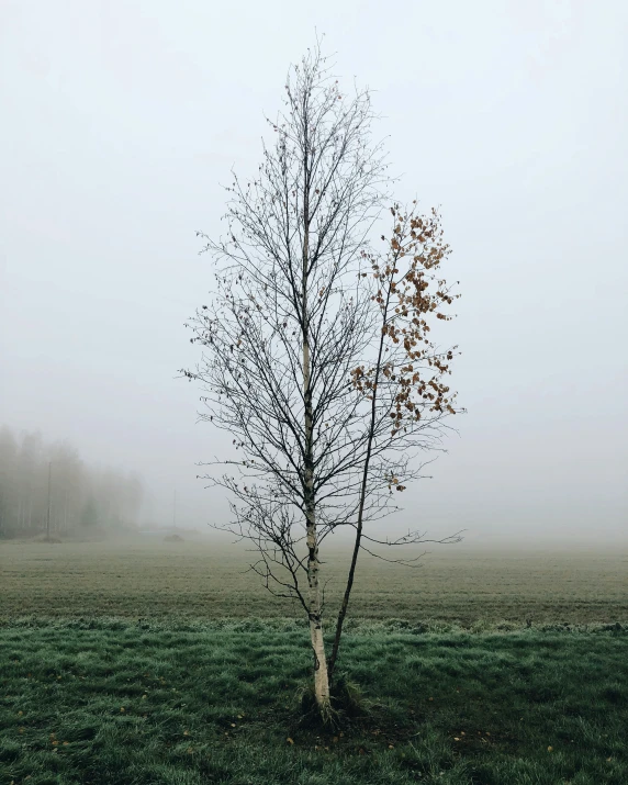 a tree in a foggy field with no leaves on it