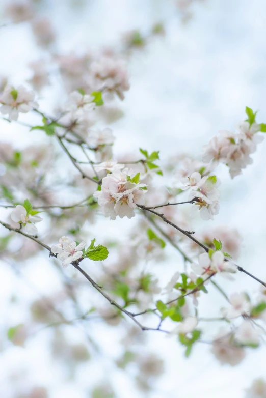 the tree nches have some small white flowers