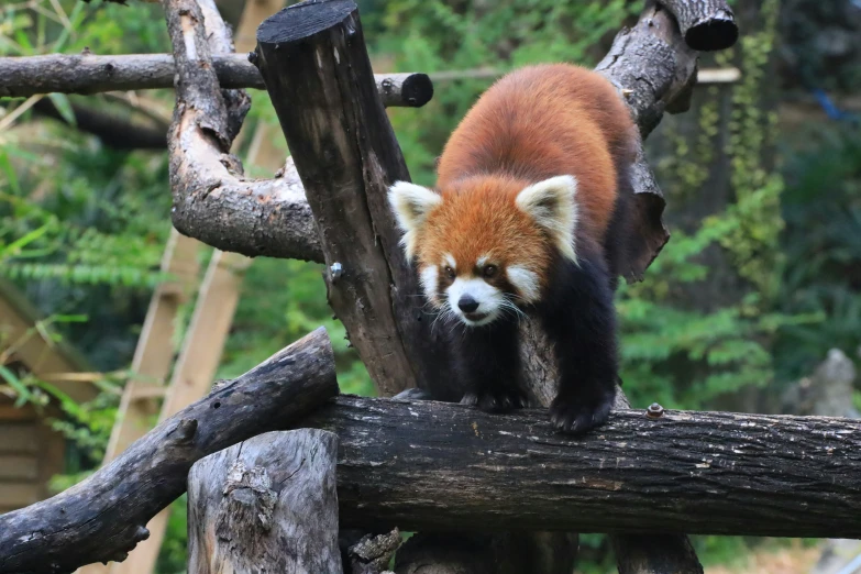 red panda bear standing on tree logs in an enclosure