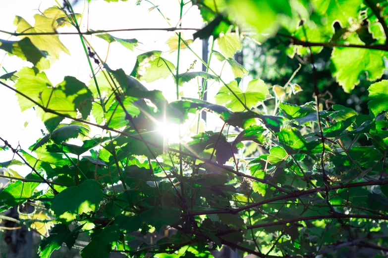 the sun shining through green leaves in a forest