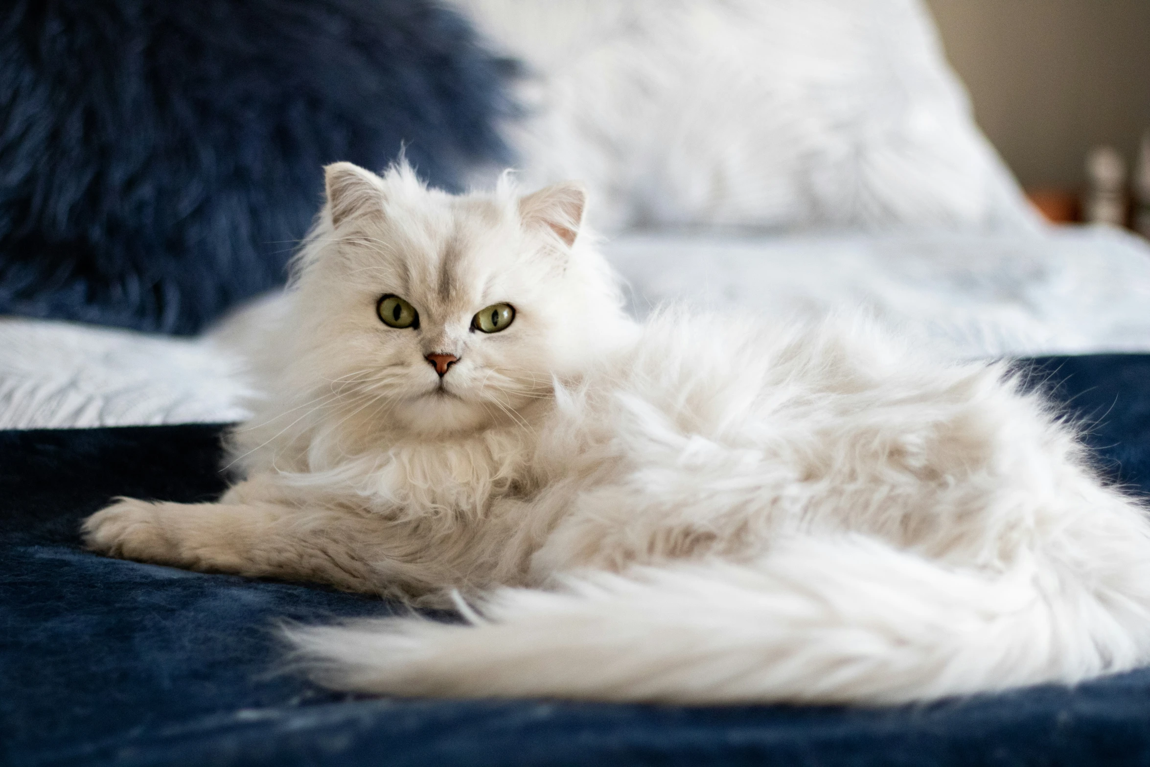 a fluffy cat with green eyes laying on a couch