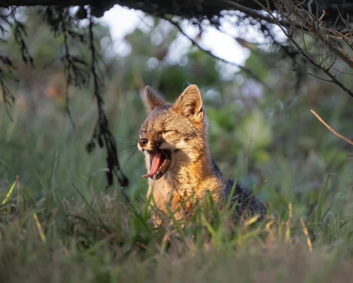 a wild cat yawning under some trees