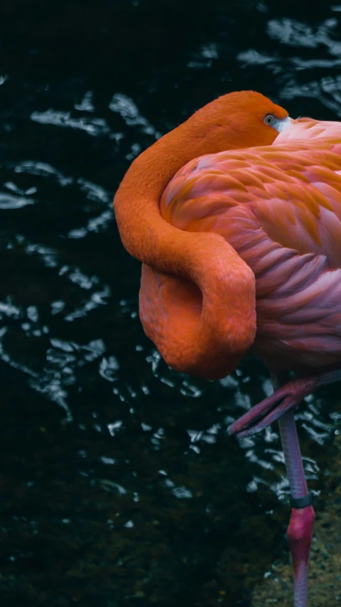 the flamingo has a long thin bill