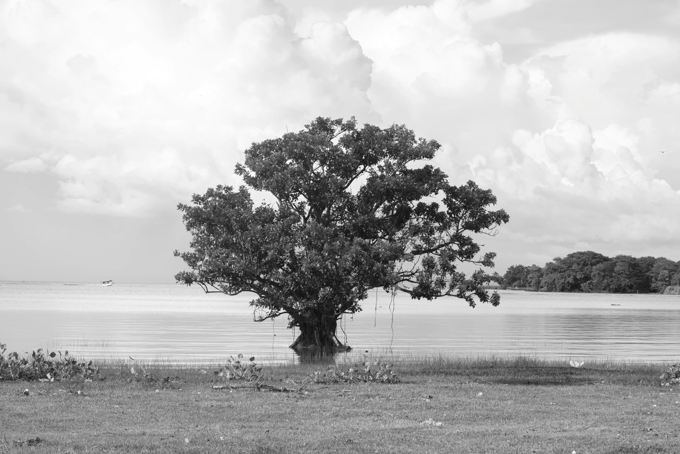 tree by the edge of water under a cloudy sky