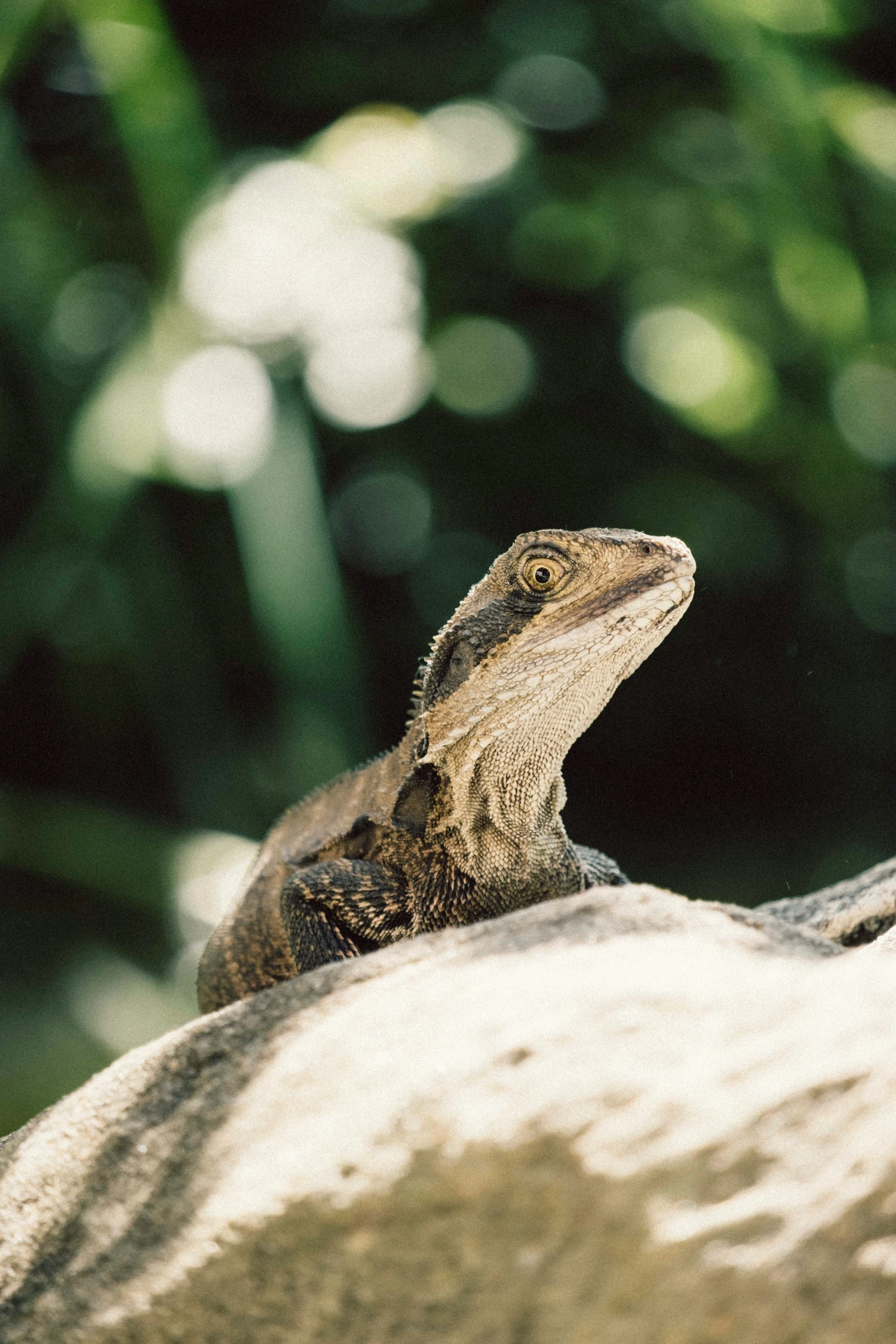 a close up of a lizard on a rock