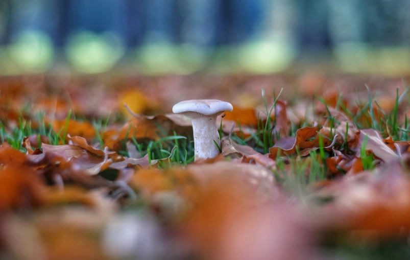 a little mushroom sits alone in a leaf filled field