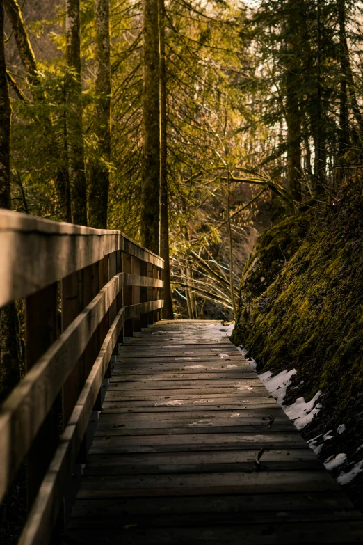 a wooden walkway in the middle of a forest