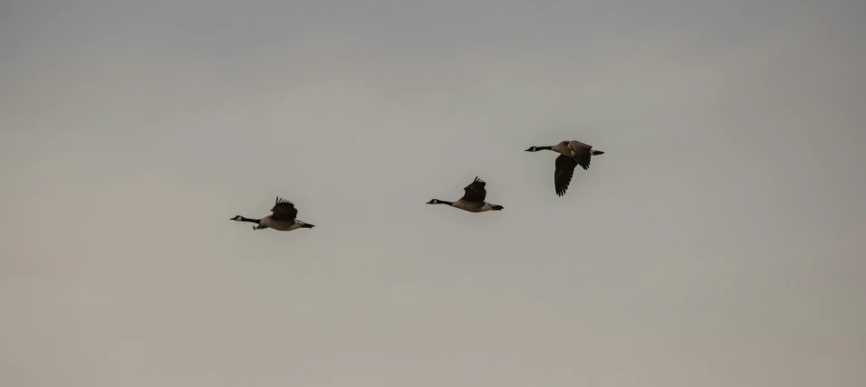 three birds flying in the sky above the ground