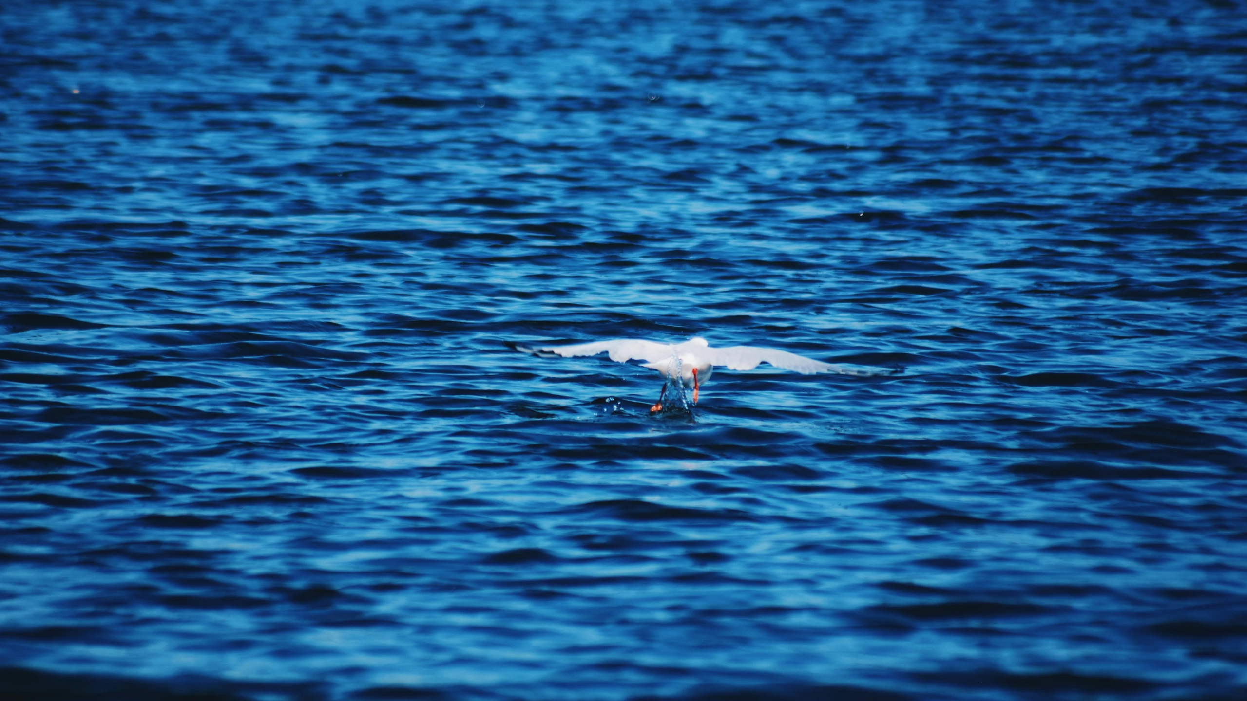 a bird that is flying over the water