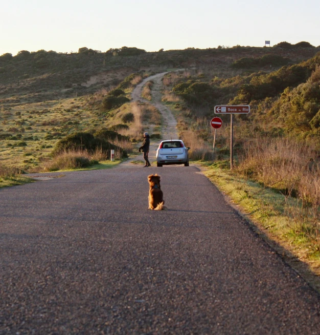 a dog sitting on the road looking to its right