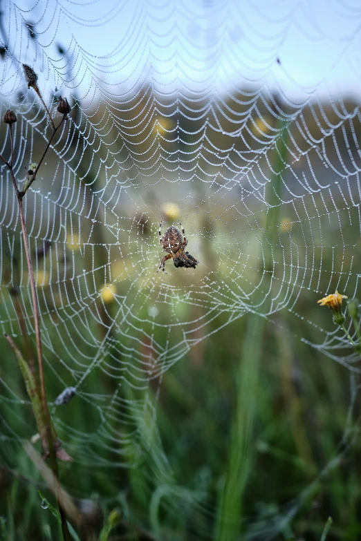 a spider web sits in the center of a grass field