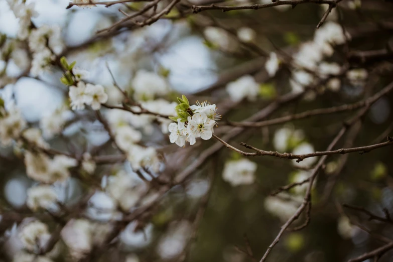 some white flowers and nches with green leaves