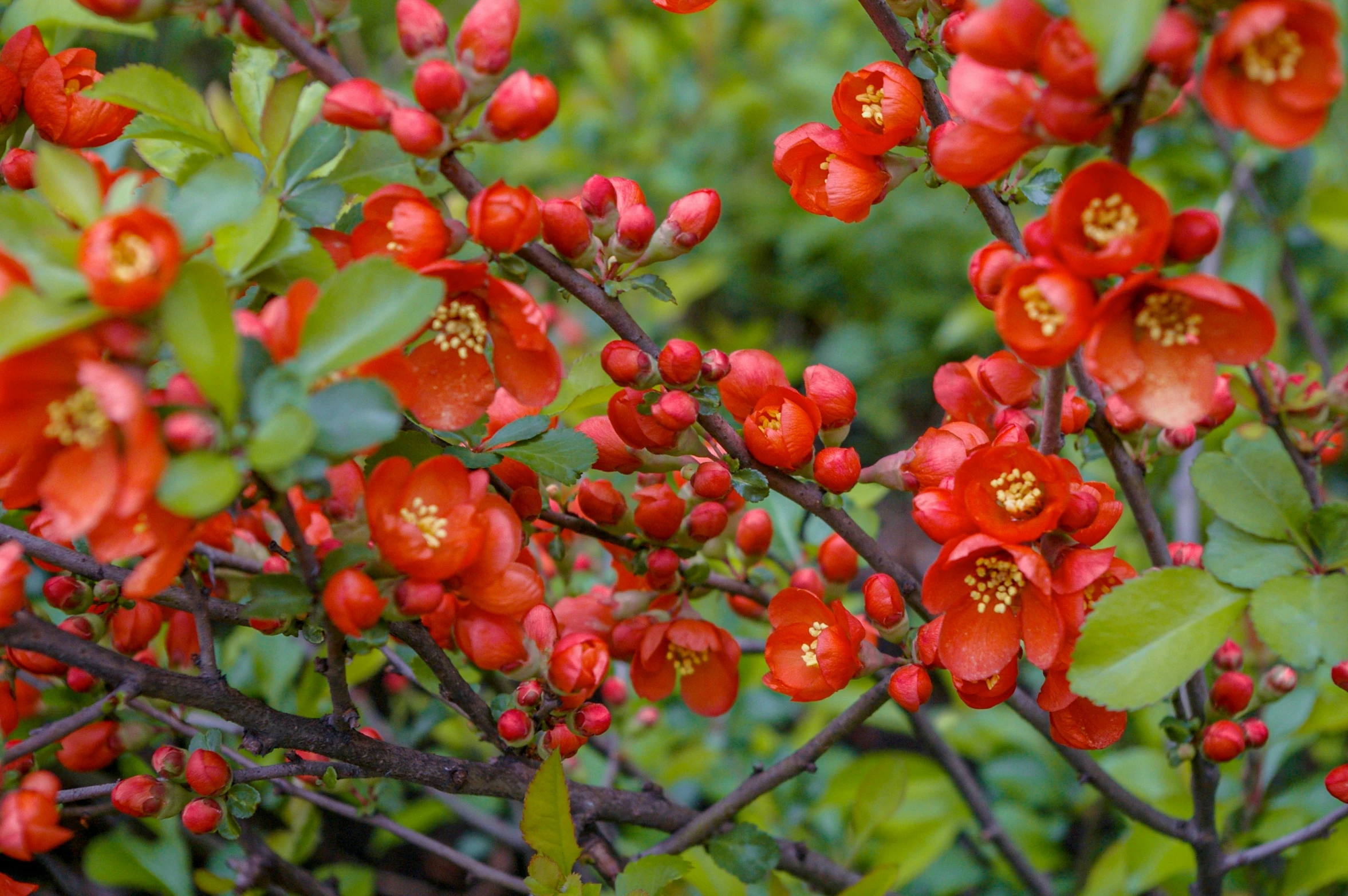 there are red flowers that are all over the place