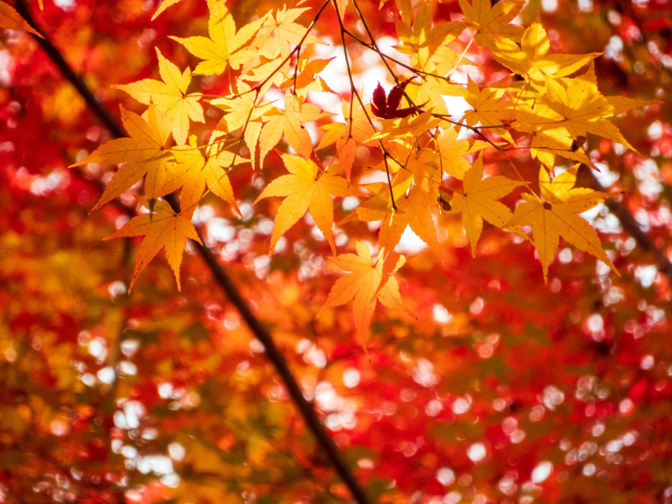 leaves and a red tree on a fall day