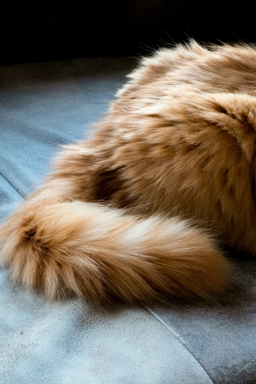 a very big furry cat laying on the ground