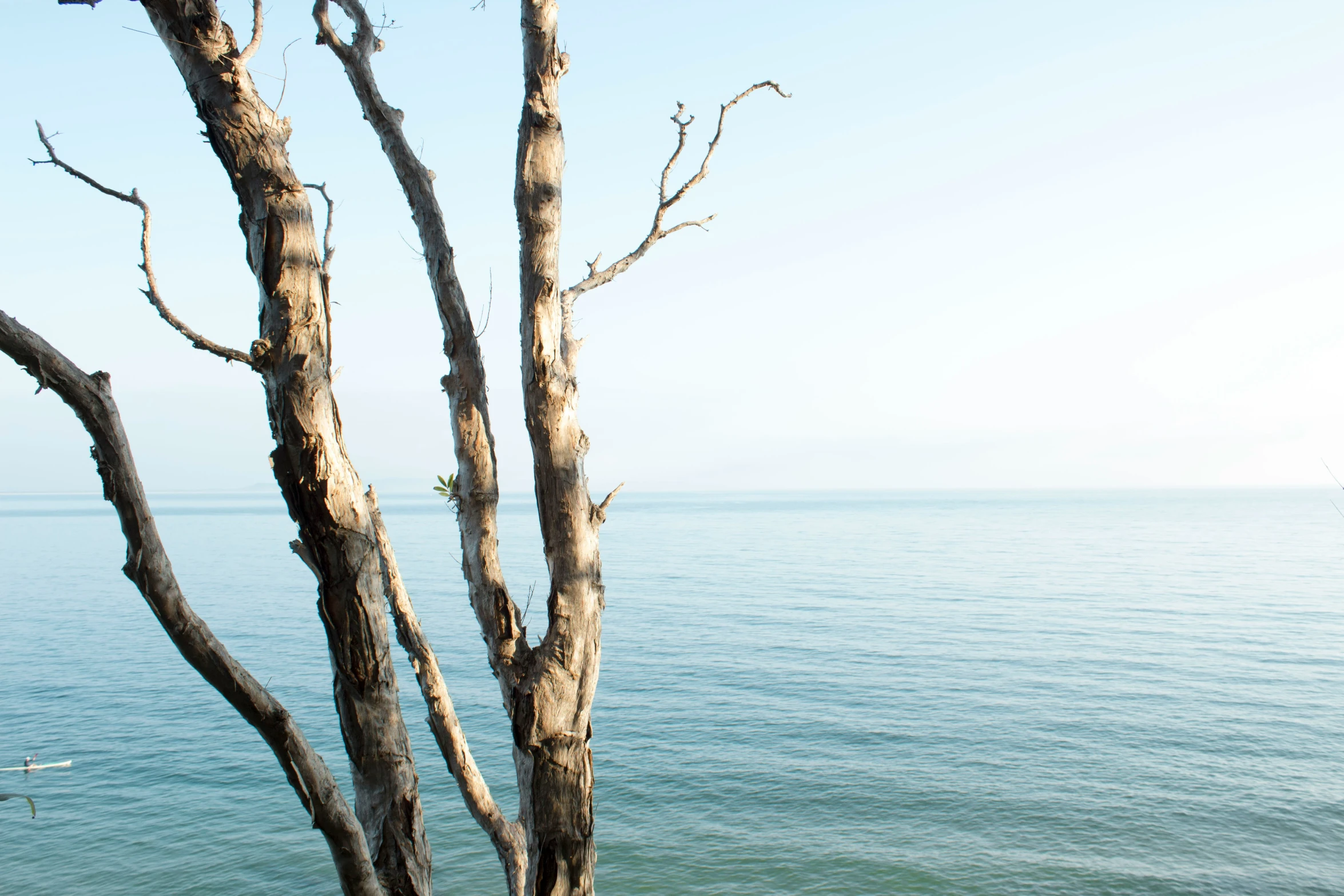 two bare trees next to the water and one nch missing