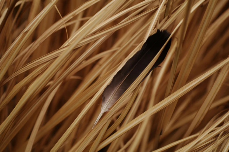 an feather is on the long brown blades