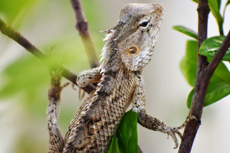 there is a lizard climbing a nch, and one of its eyes have fallen off