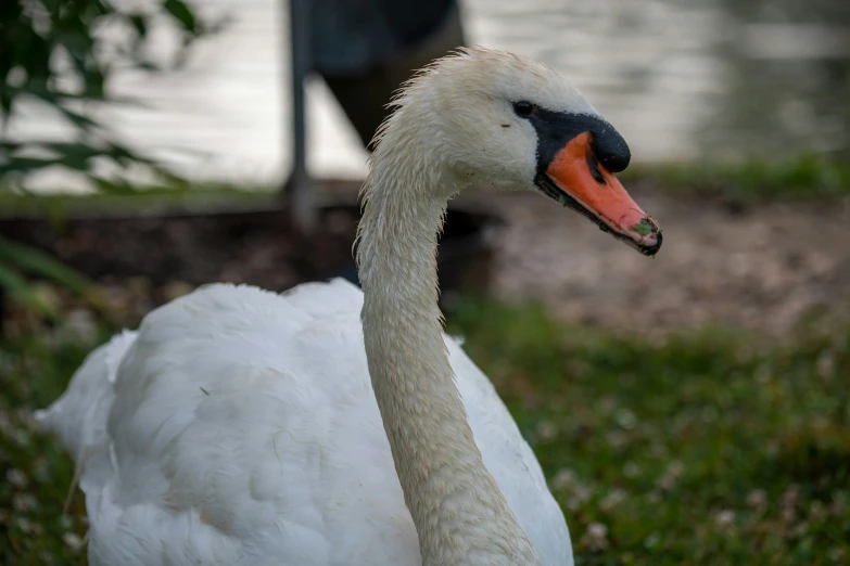 a goose standing in the grass near some water