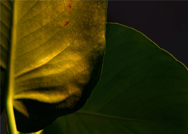 a closeup s of the leaves on a tree