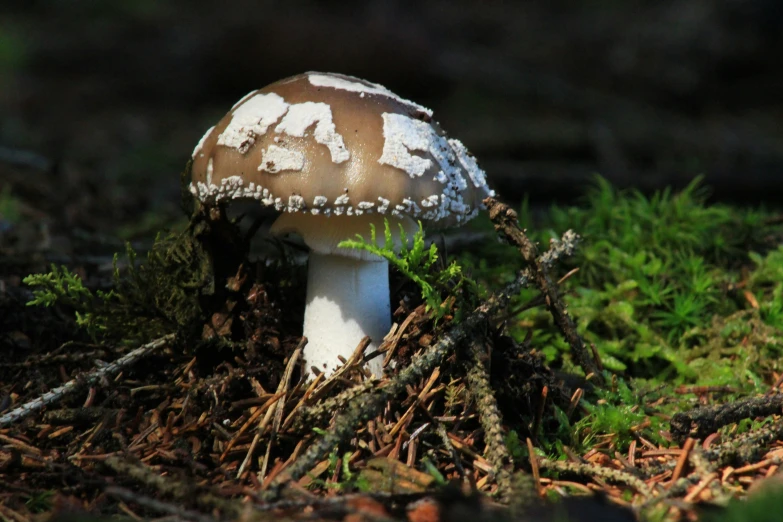a small mushroom sitting in the forest with grass