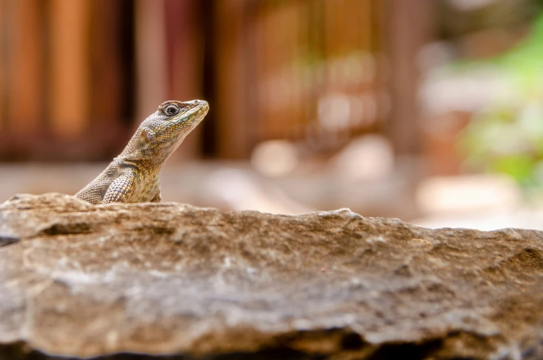 a lizard sitting on top of a rock next to a wooden fence