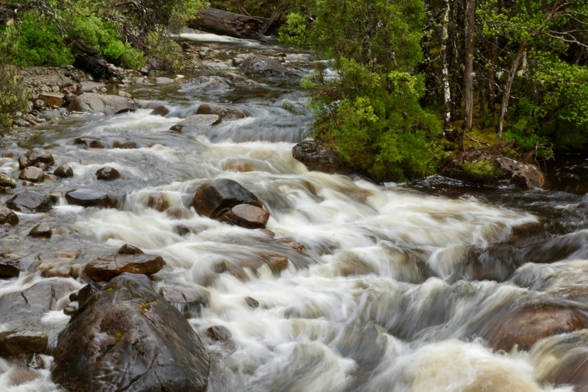 a stream running through the forest with trees